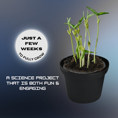 Potted plant with beans sprouted out of lunar soil and earth soil, STEM Kit, Science Fair Project, Plant the Moon Challenge