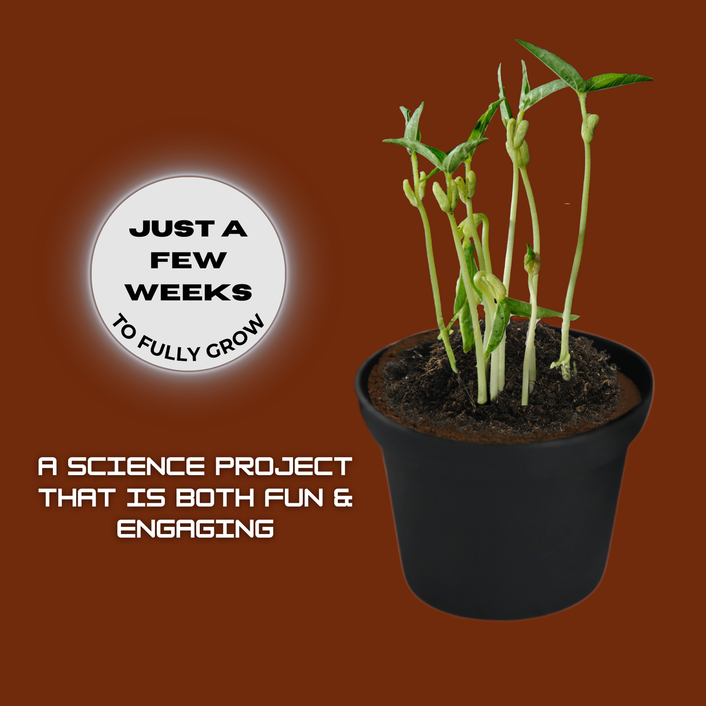 Martian-Farmer Experiment Activity Kit, Grow Plants in Mars Dirt